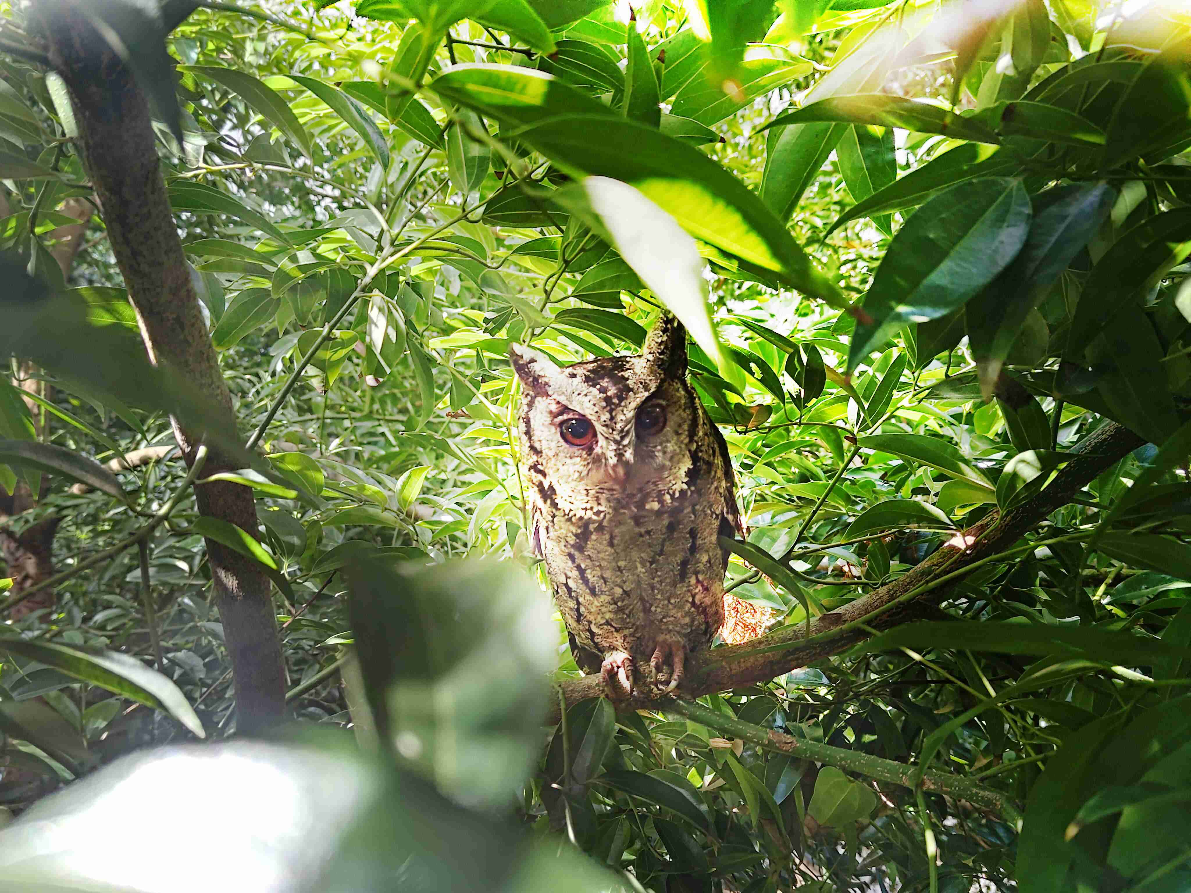 MG电玩致力提倡净零绿生活，，，，16年以来在全球各厂区植树逾百万棵，，，造就各厂区树木蔚然成林，，犹如森林工厂，，，成为许多生物的栖息地